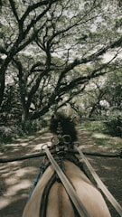 A horse-drawn carriage moving along a dirt path surrounded by lush greenery and canopy of large trees, creating a serene and natural atmosphere.