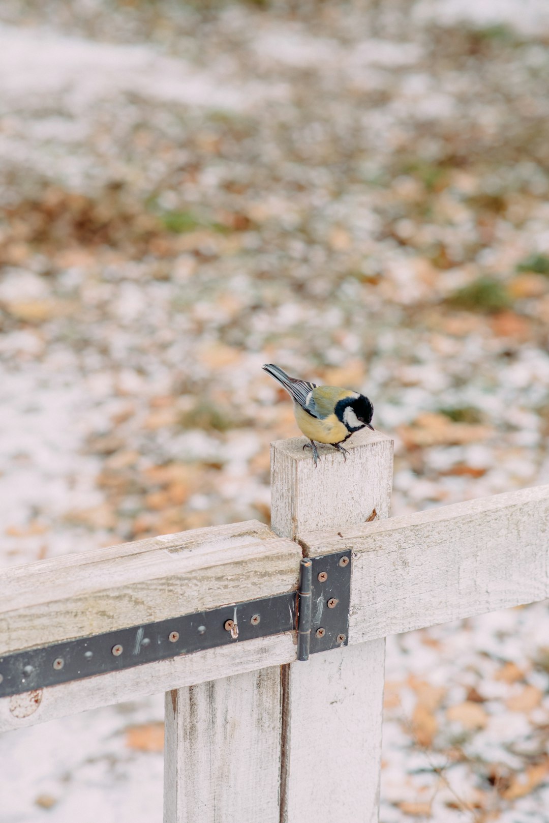 black and yellow bird on brown wooden fence during daytime