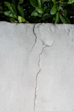 green leaves on white concrete wall