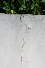 green leaves on white concrete wall