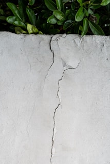 green leaves on white concrete wall