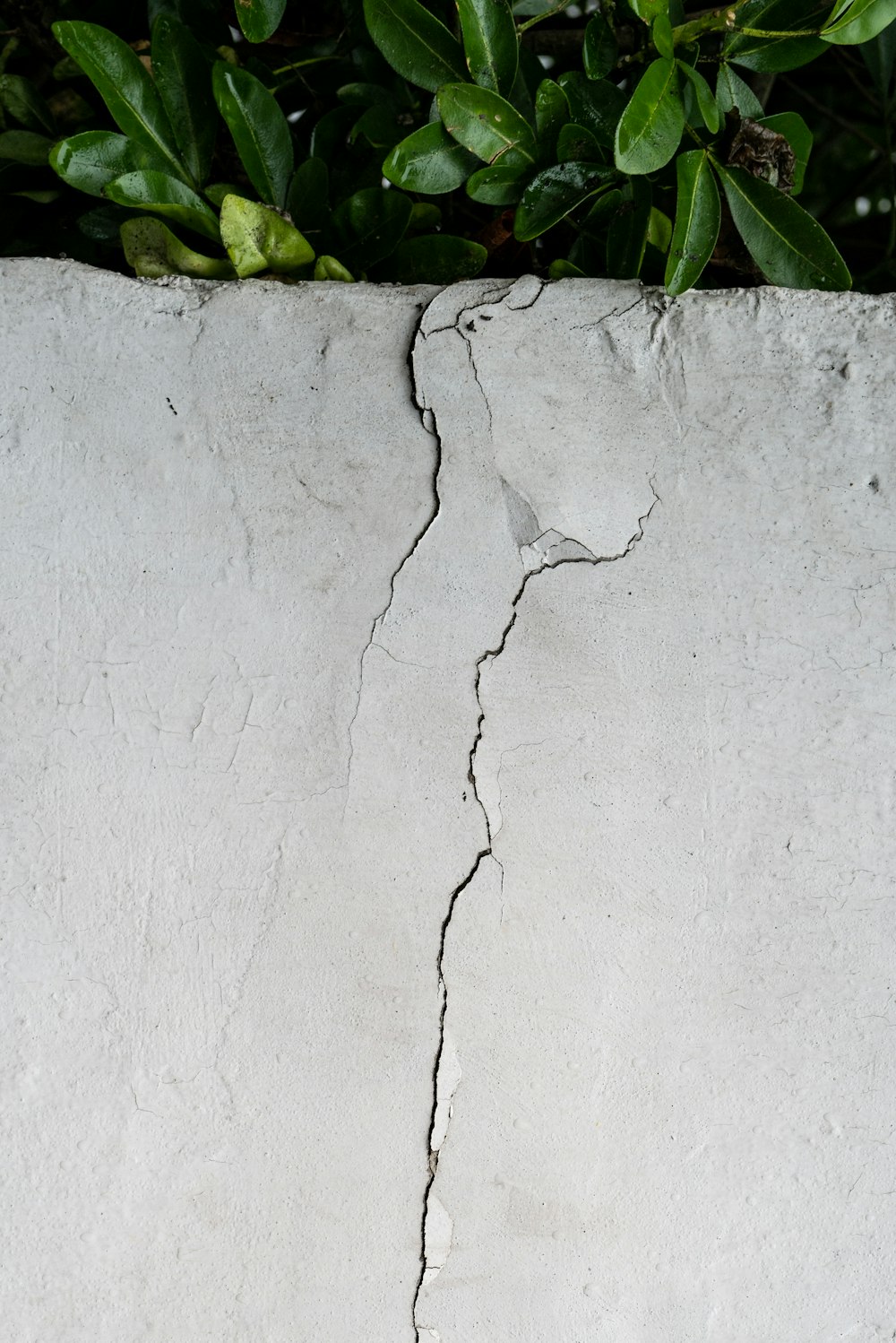 hojas verdes en una pared de hormigón blanco