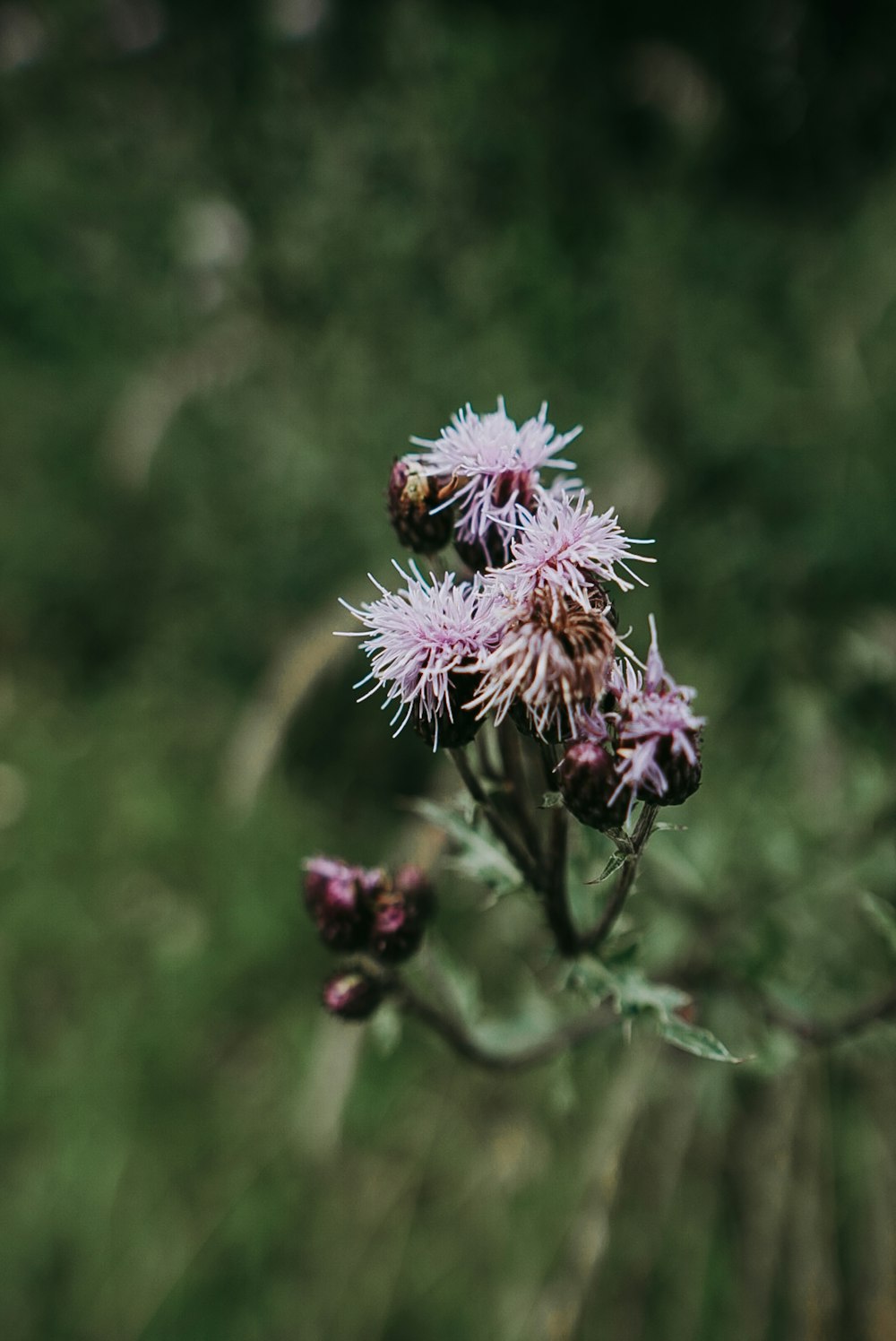 pink and white flower in tilt shift lens