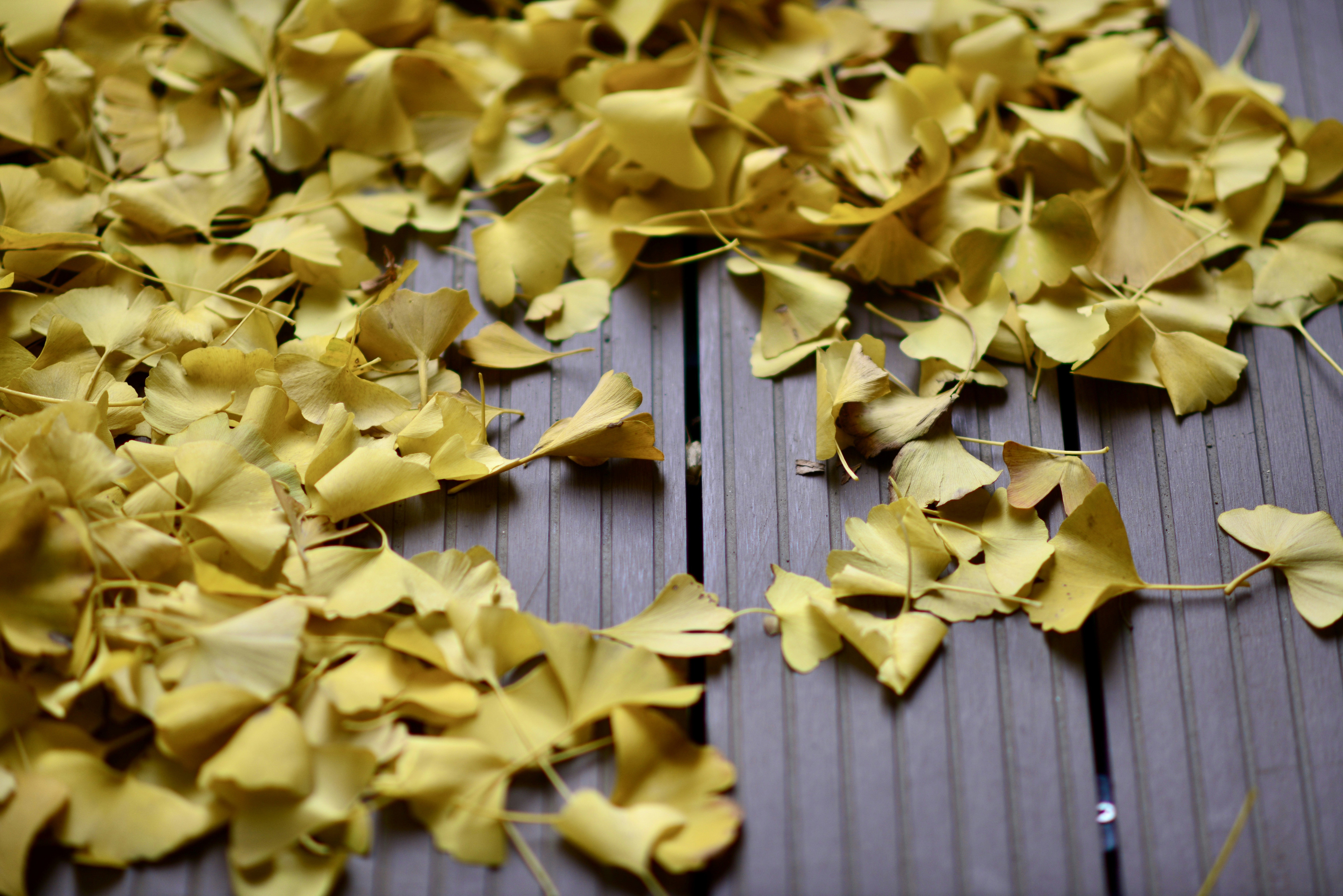 yellow leaves on brown wooden fence