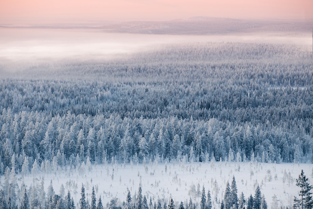 Des arbres verts par une journée ensoleillée