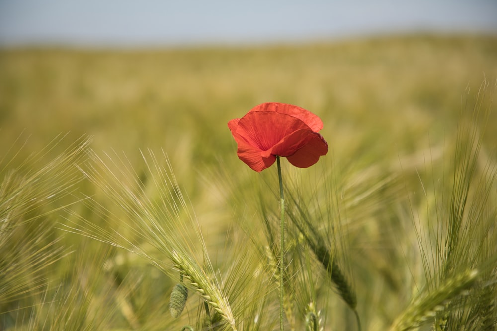 red flower on green wheat field during daytime