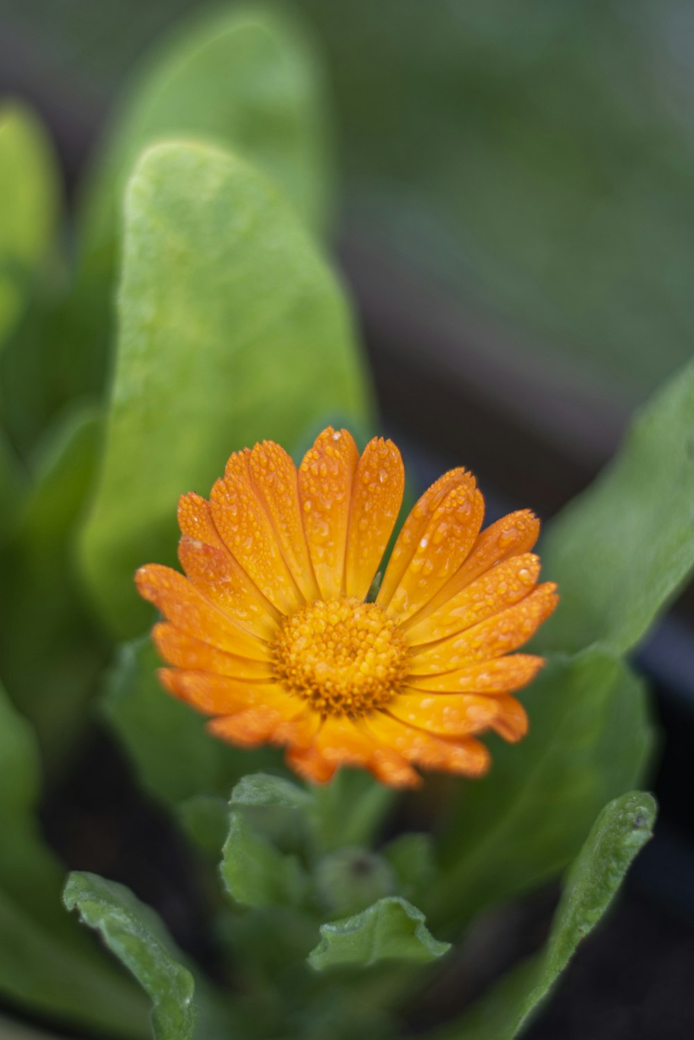 Orange Blume in Tilt Shift Linse