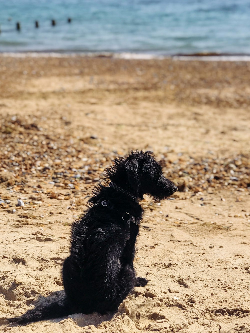 black long coat medium dog on brown sand during daytime