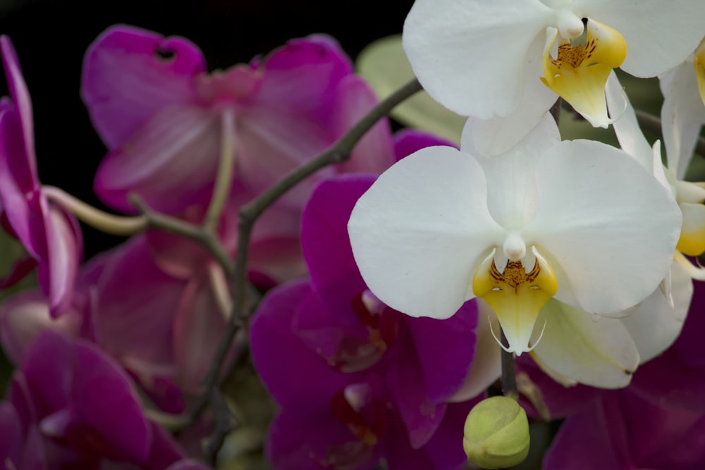 weiße und rosa Mottenorchideen blühen tagsüber