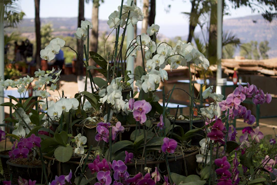 A tall, lush flower stand with white orchids and greenery at a grand opening event.
