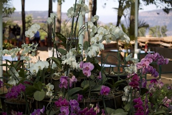 A lush display of orchids in a variety of colors, primarily featuring white and purple flowers. The orchids are arranged in multiple pots and placed on a tiered stand. The background shows an outdoor setting with trees and people in the distance, indicating a garden or park environment.