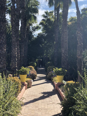 A sunlit garden path lined with pots of various medicinal plants in different growth stages.