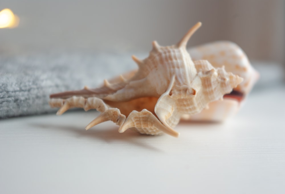 white and brown seashell on white surface