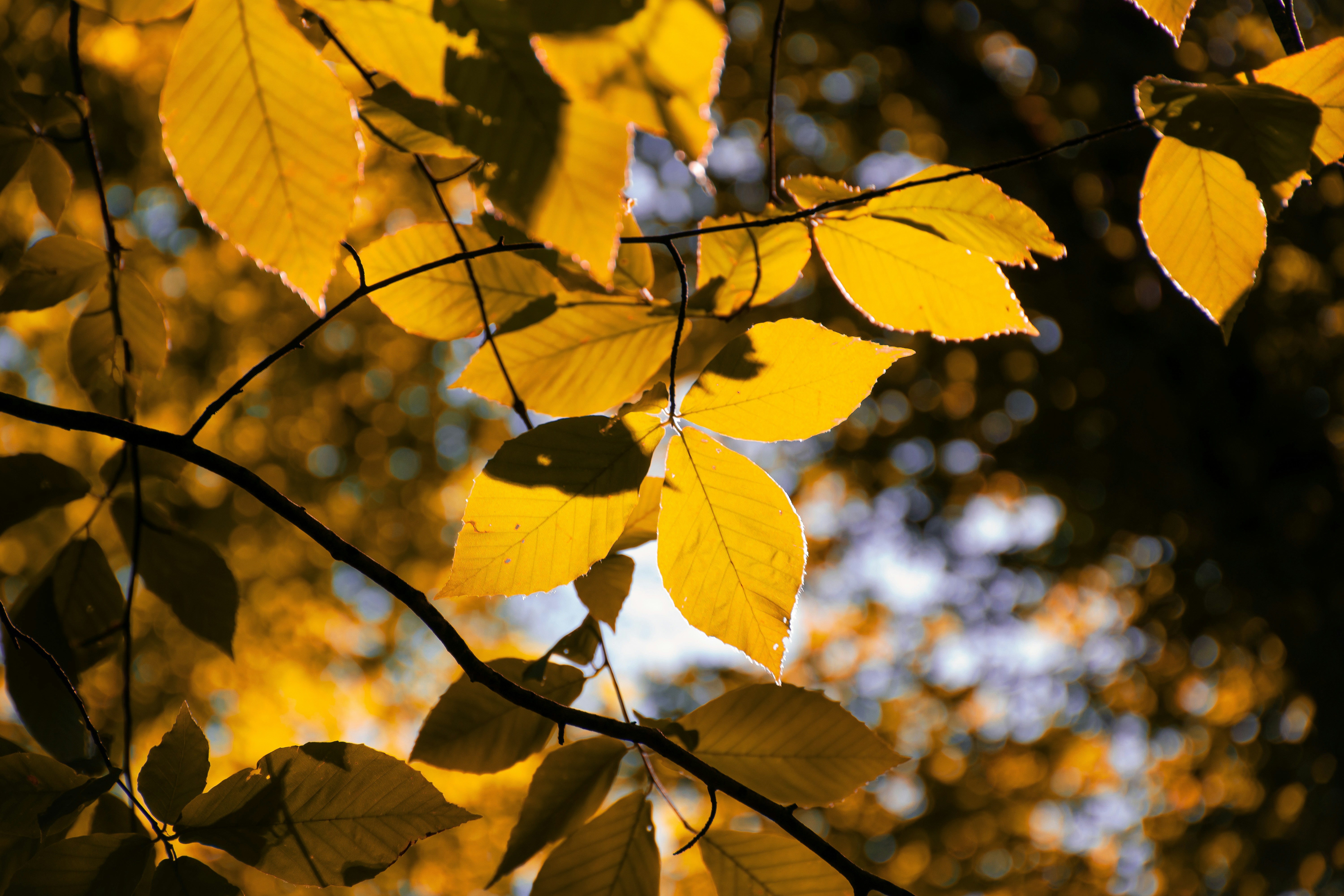 Photo by samahosseini