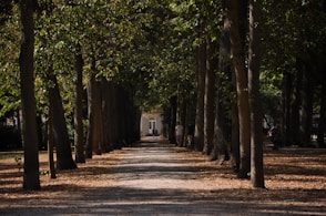 gray concrete road between green trees during daytime