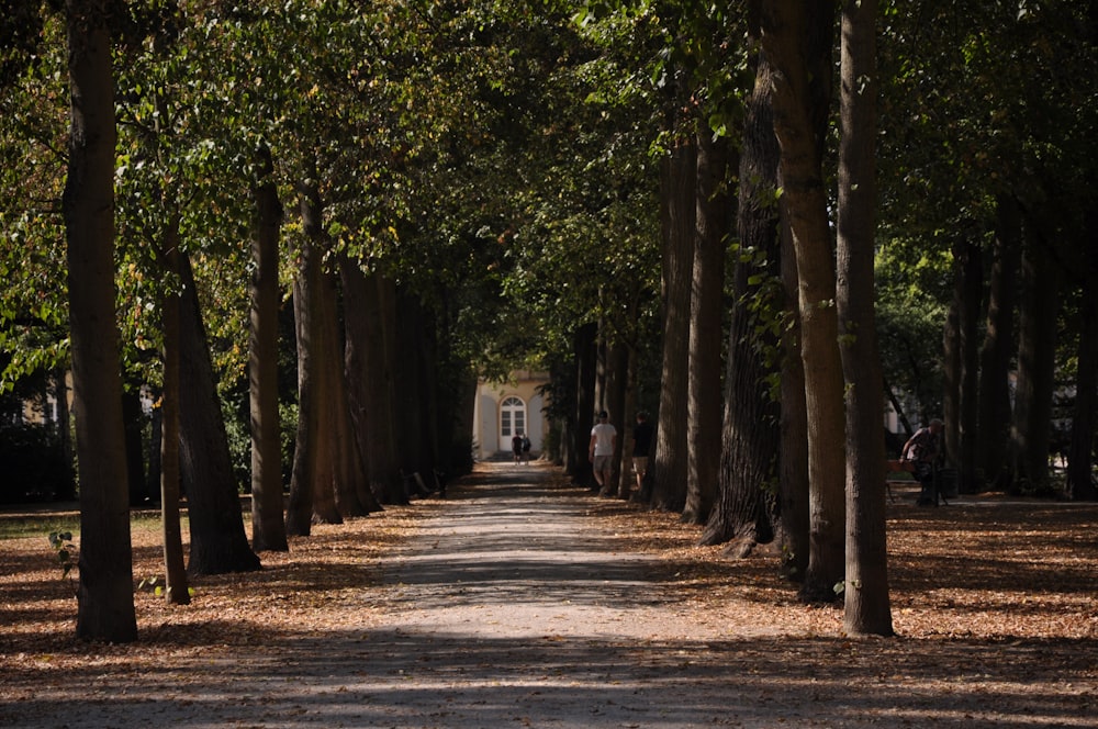 gray concrete road between green trees during daytime