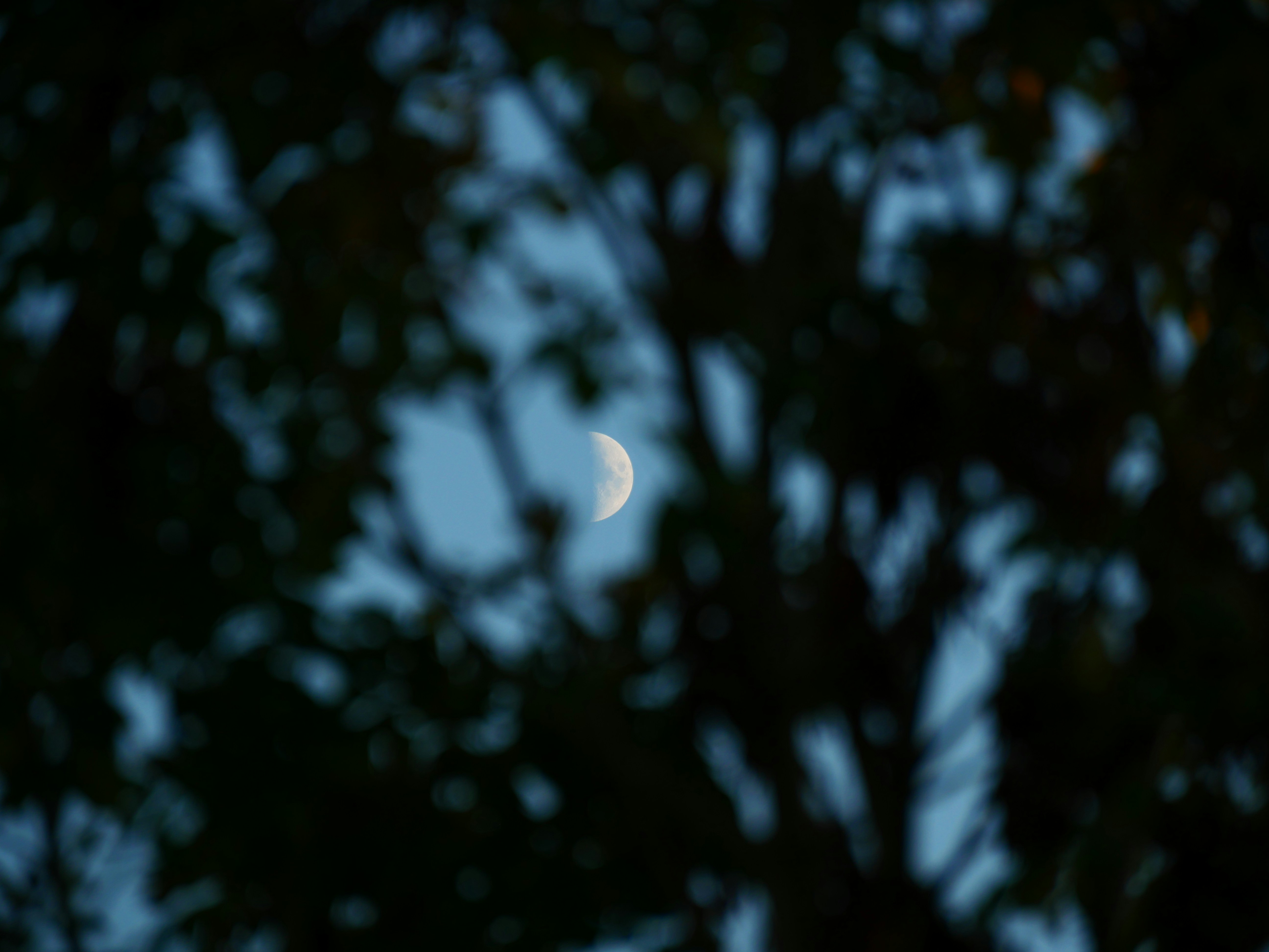 Photo by nimbus_vulpis