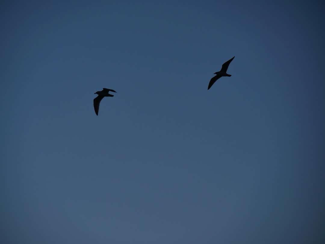 silhouette of birds flying under blue sky during daytime