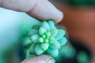 Close-up of a person gently pruning a vibrant green houseplant.
