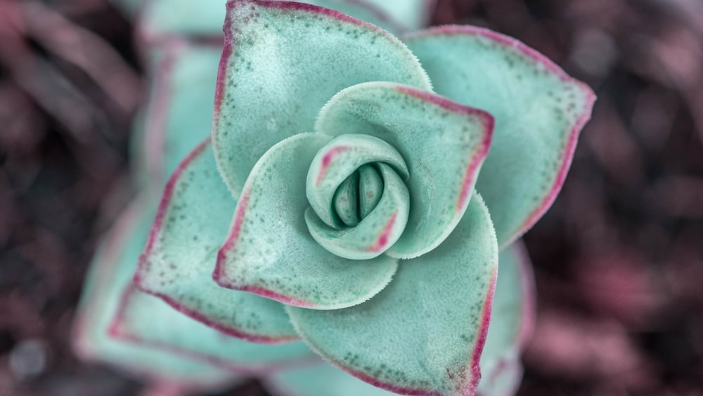 pink and white rose in bloom close up photo