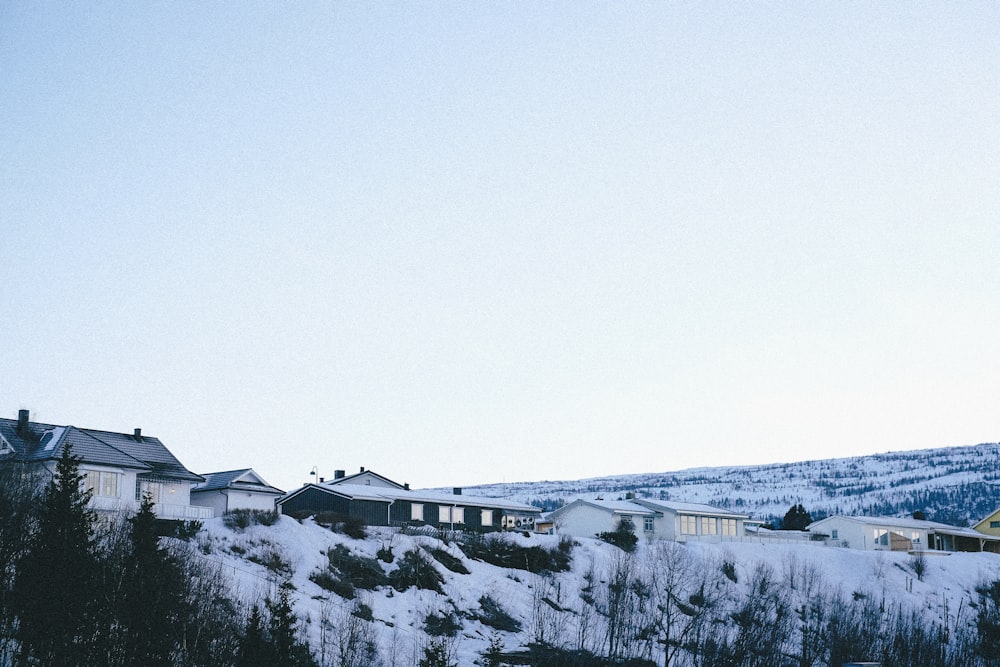 árvores e montanhas cobertas de neve durante o dia