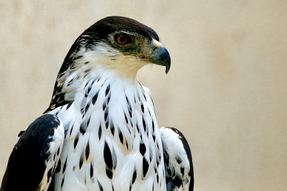 white and black bird in close up photography