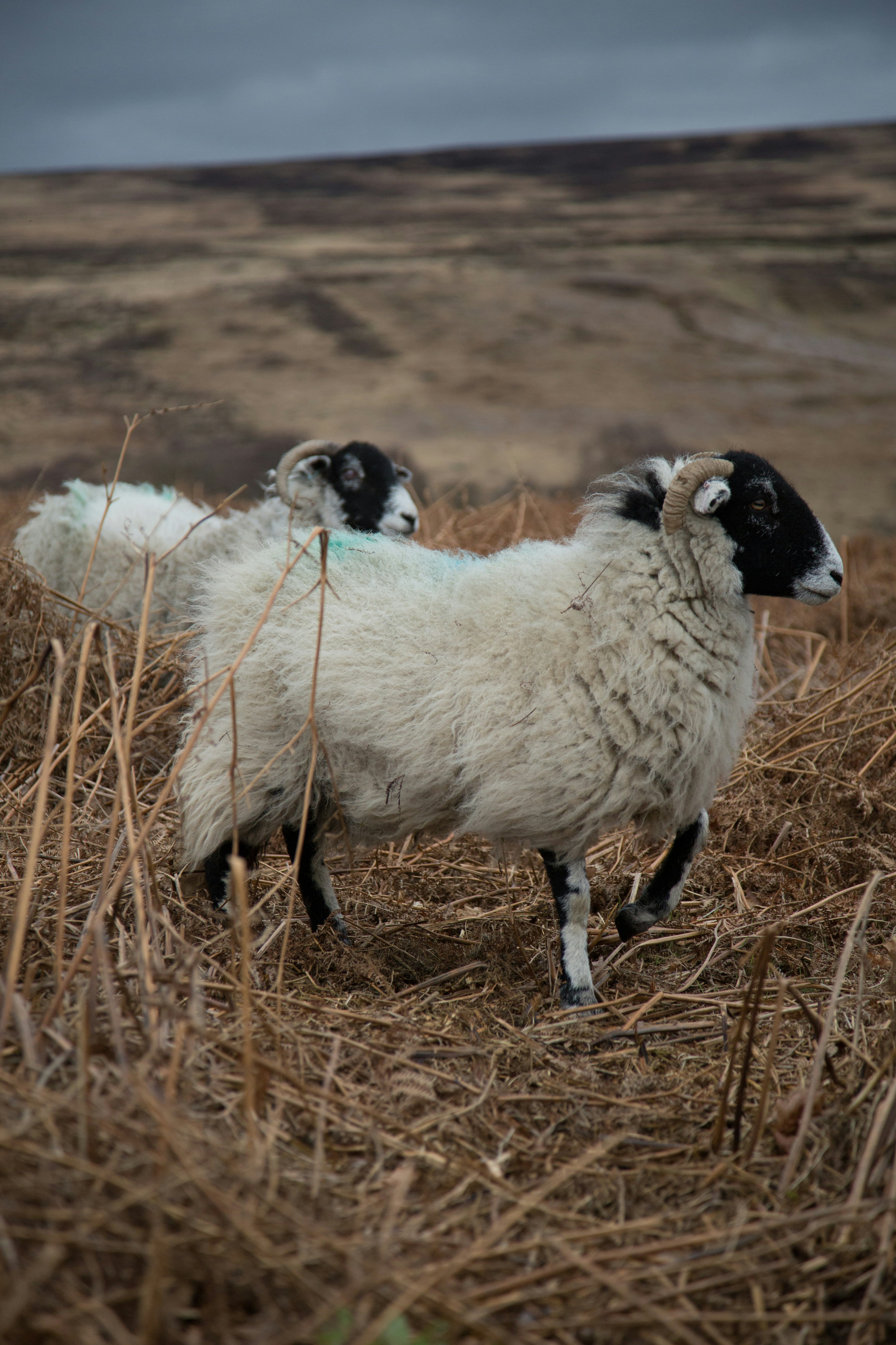 White and black sheep on brown grass field during daytime photo – Free ...