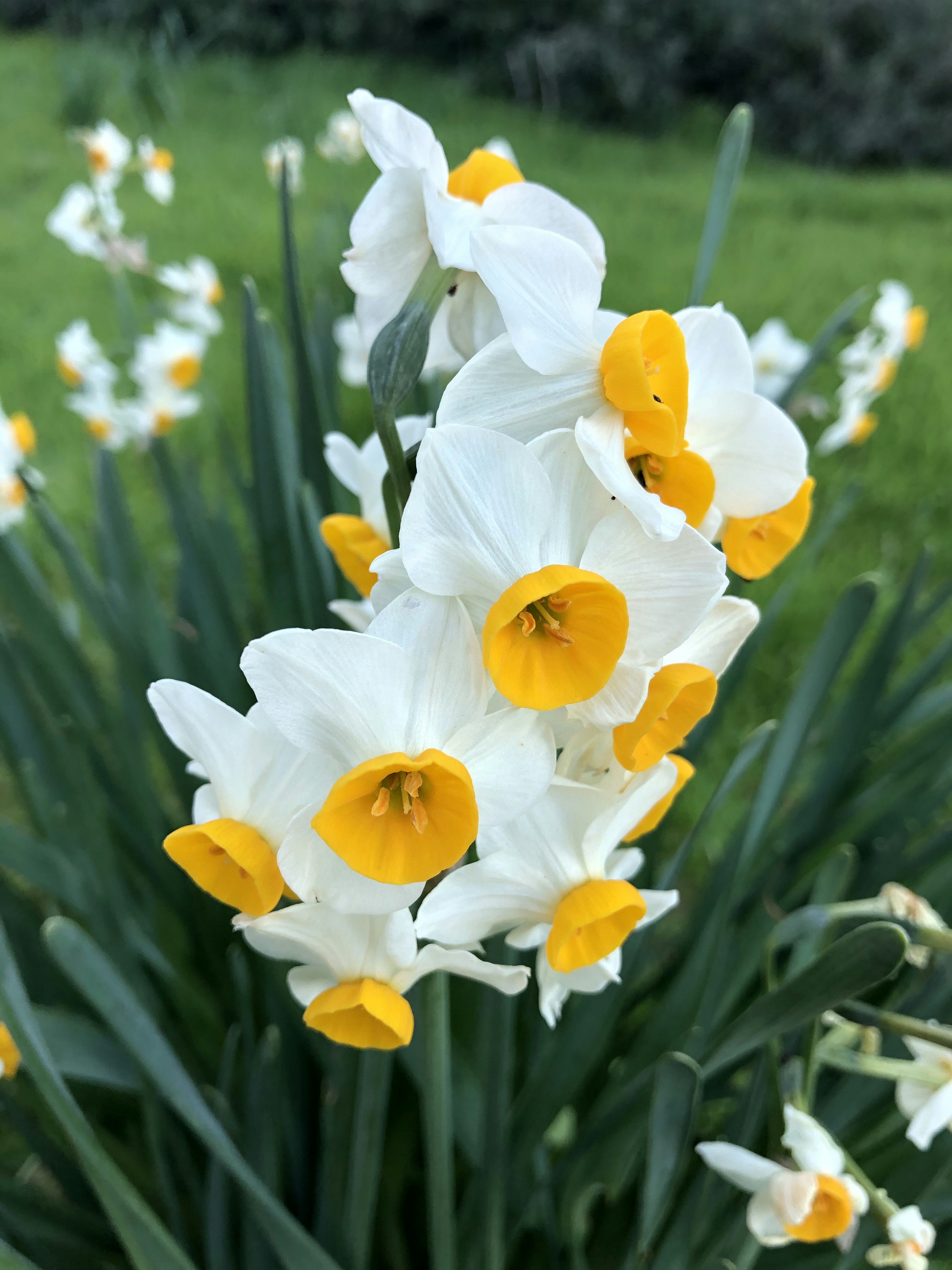 Daffodil Flower Meaning In Bengali Best Flower Site