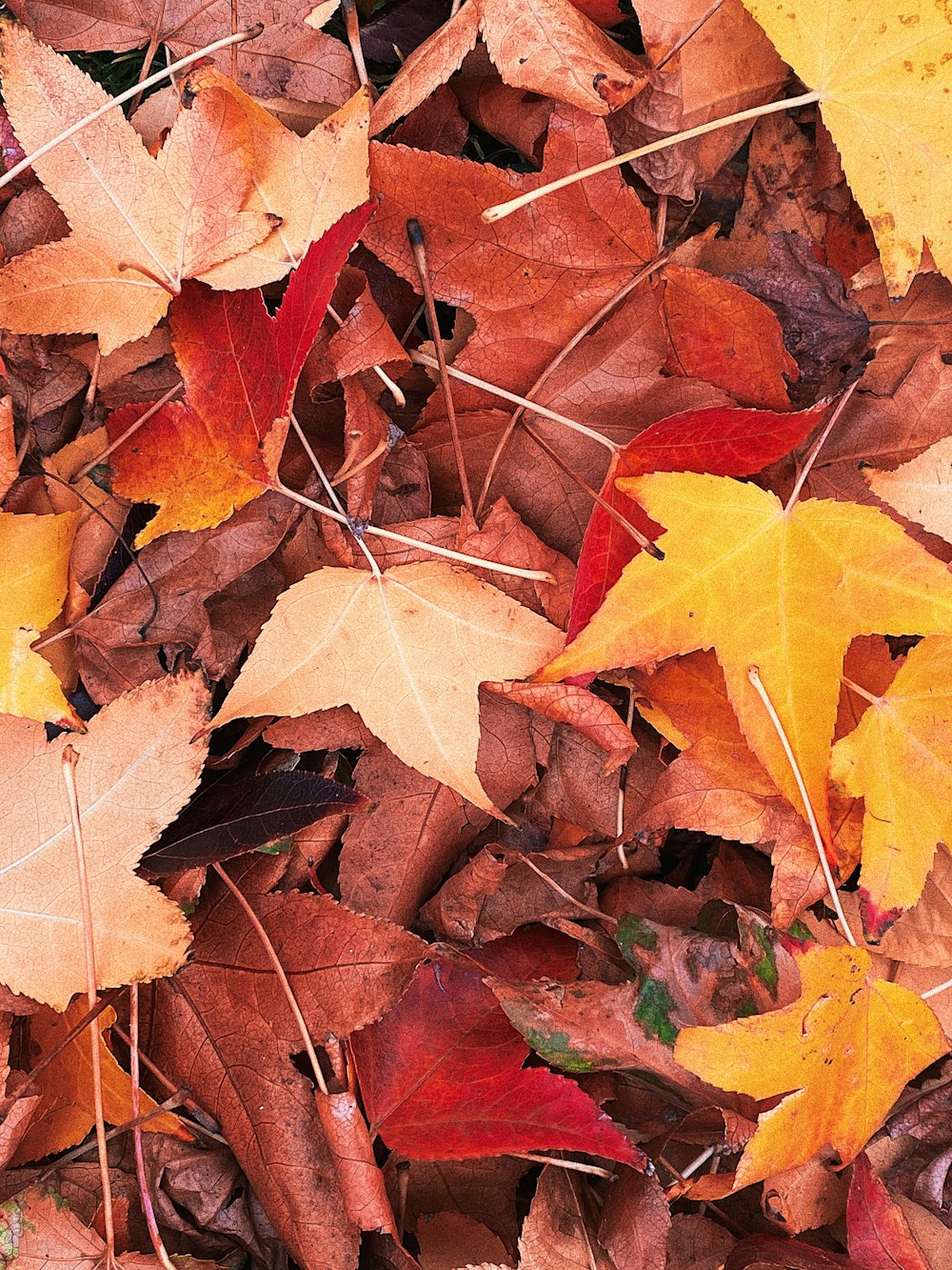 brown and yellow maple leaves