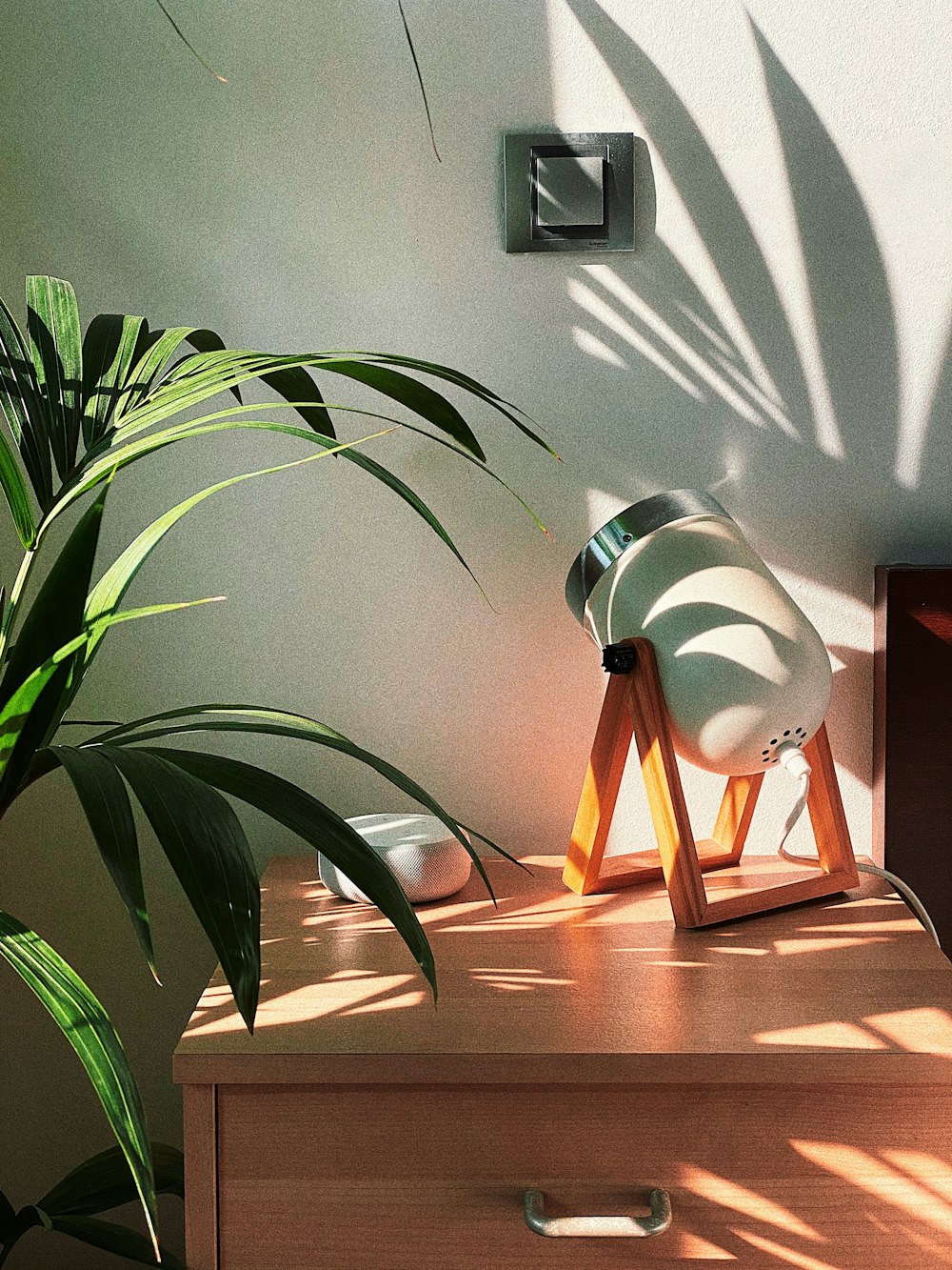 green plant on brown wooden table