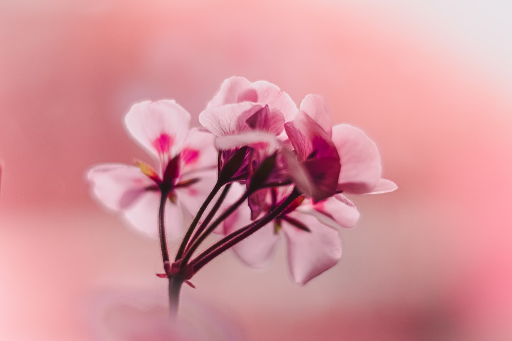 pink and white moth orchids in bloom