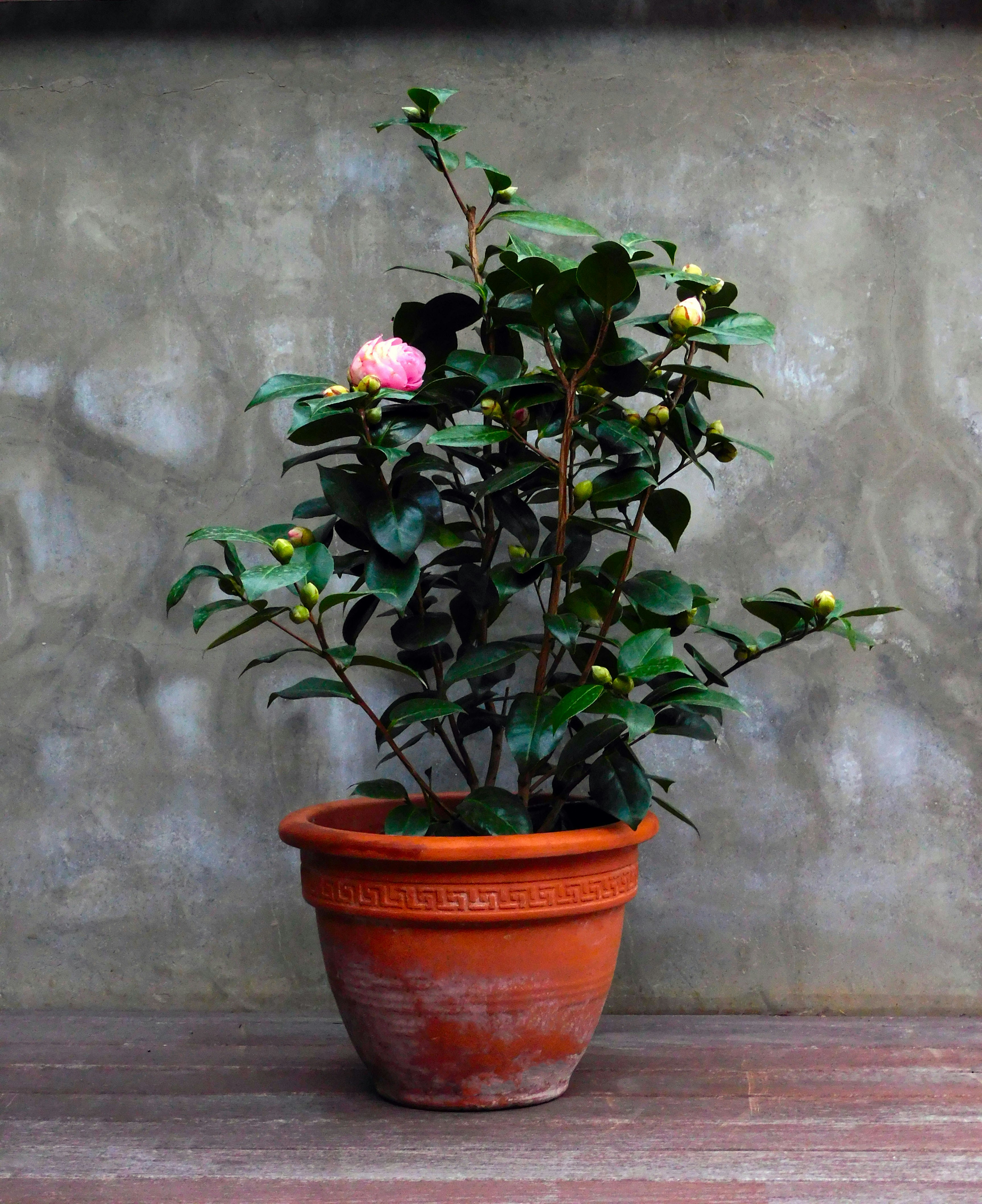 pink and green potted plant