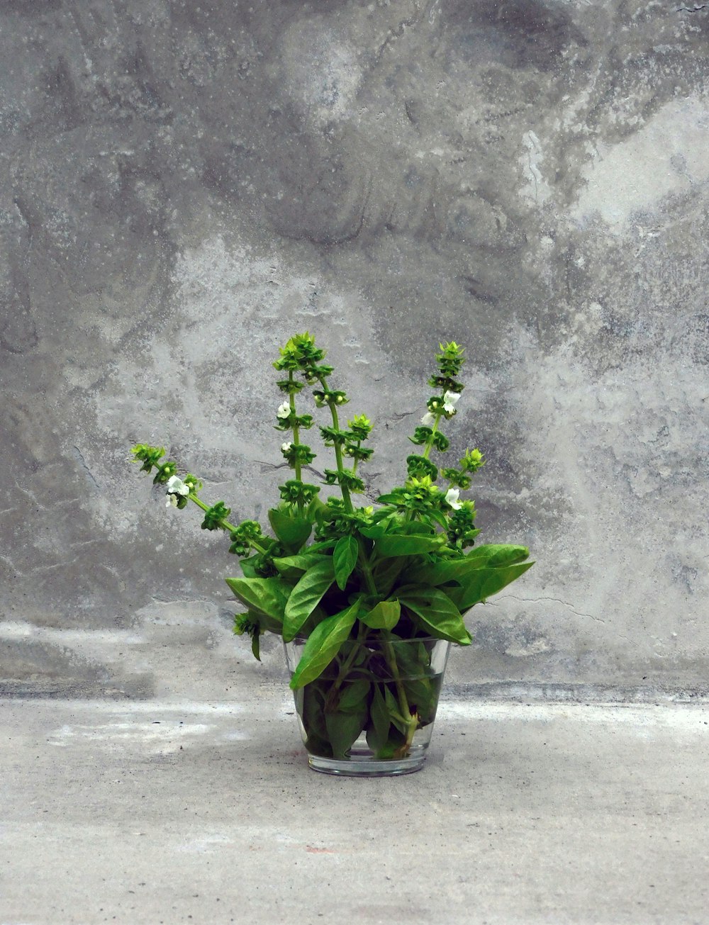 灰色のコンクリートの壁に緑の植物