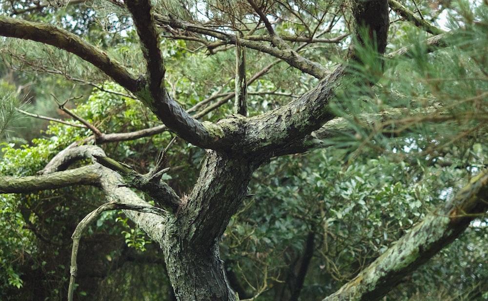 green tree in the forest