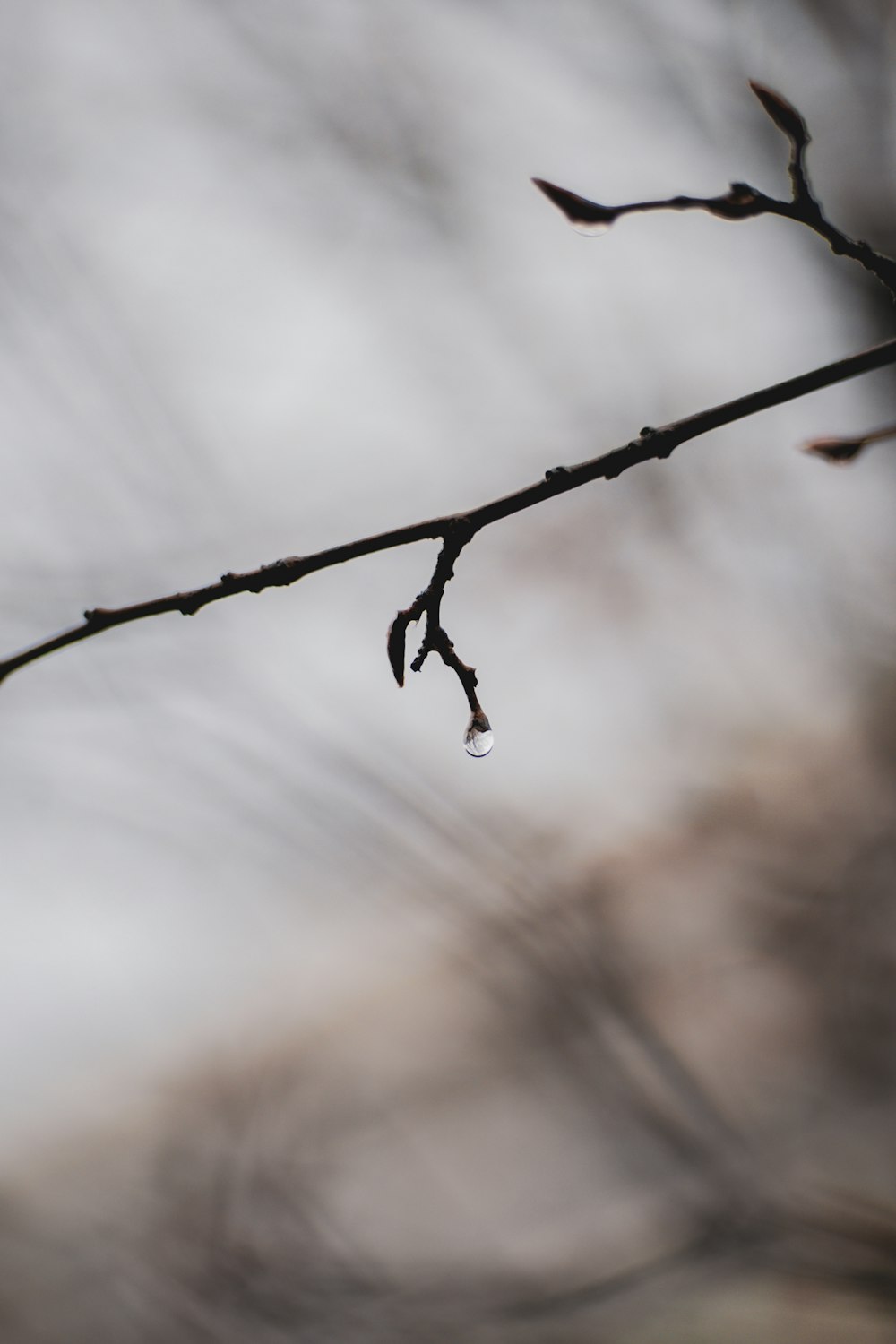 a tree branch with a drop of water on it