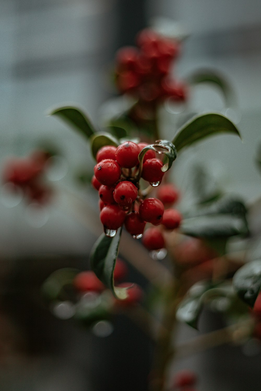 red round fruits in tilt shift lens