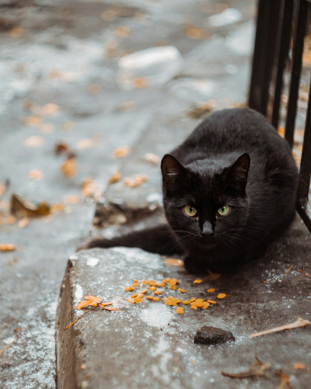 灰色のコンクリートの床に黒い猫