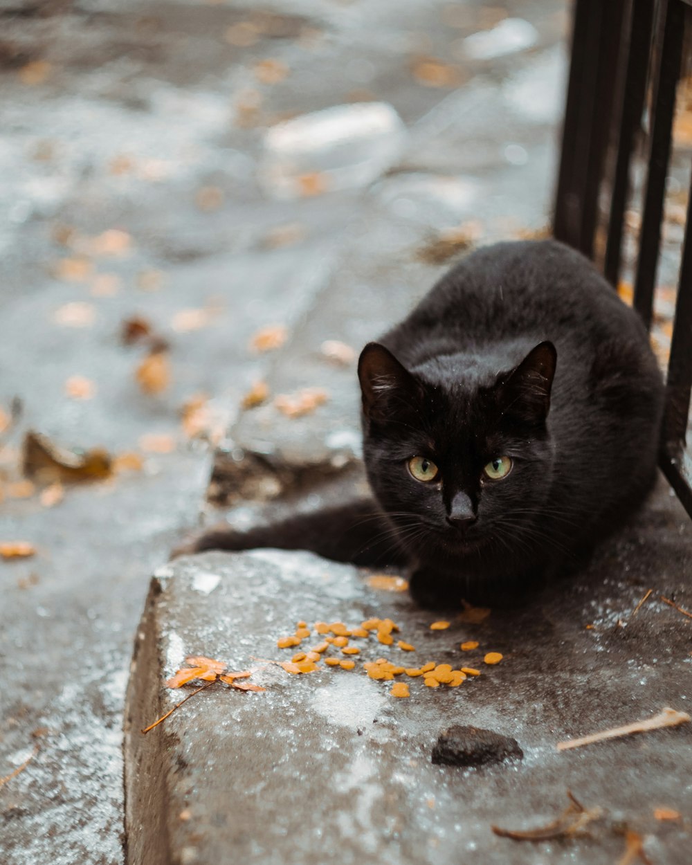 black cat on gray concrete floor