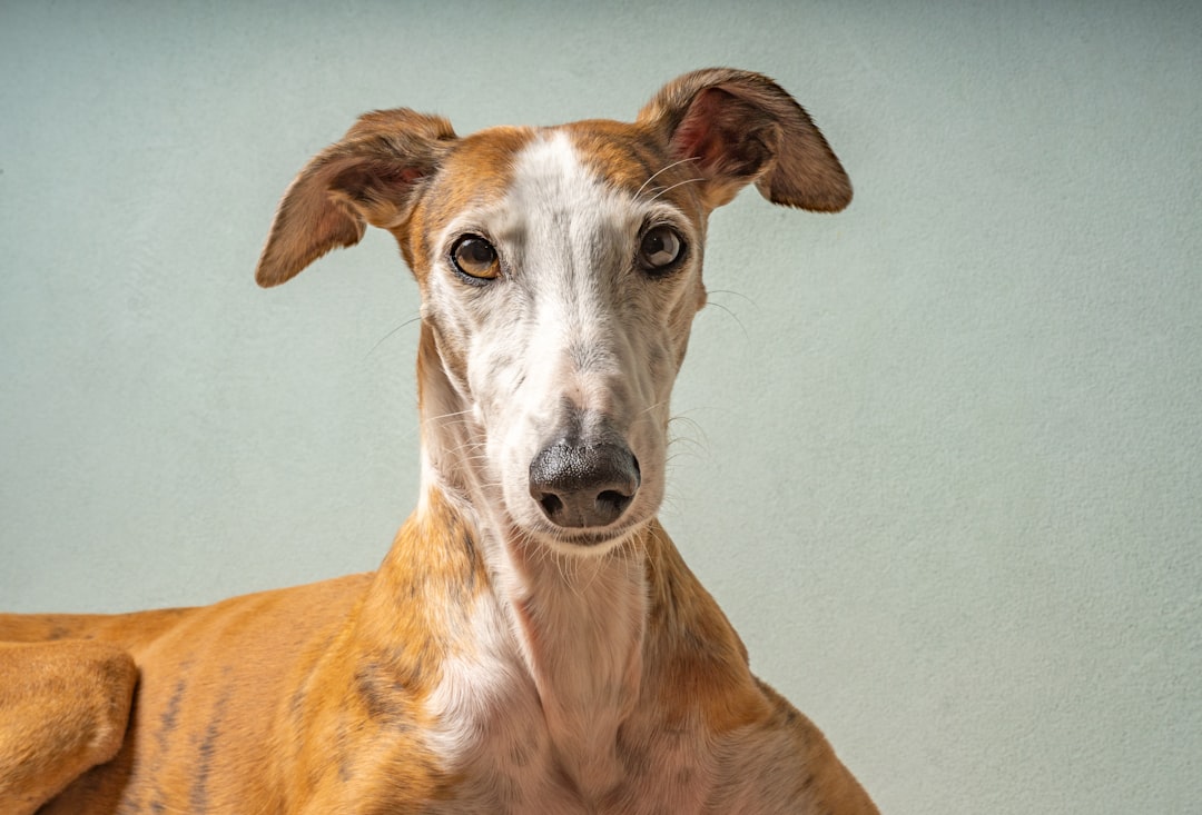 Galgo Pictures | Download Free Images on Unsplash