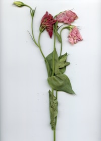 A wilted flower illustrating the impact of neglect.