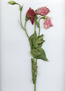 A wilted flower illustrating the impact of neglect.