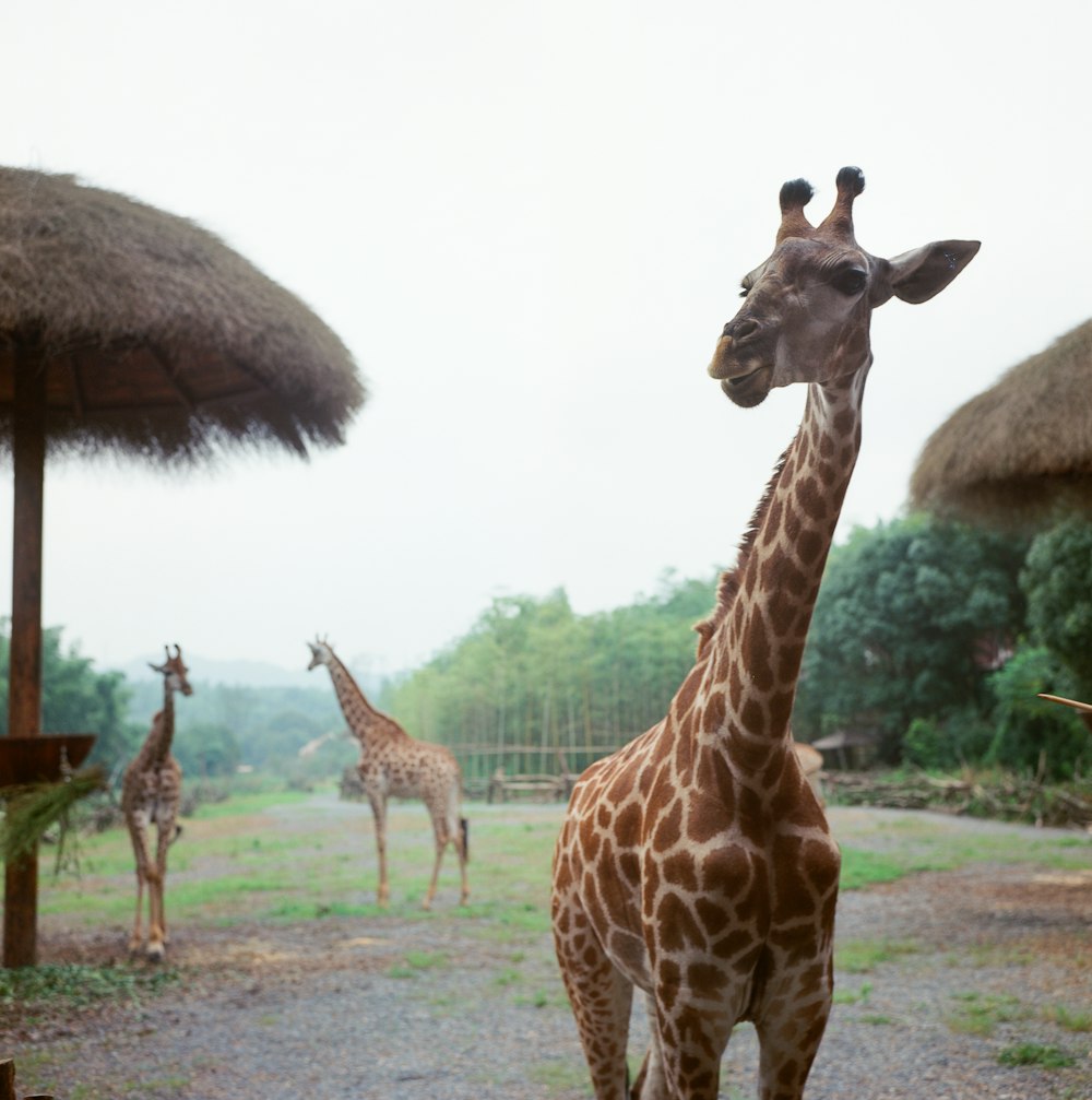 giraffe standing on brown soil during daytime