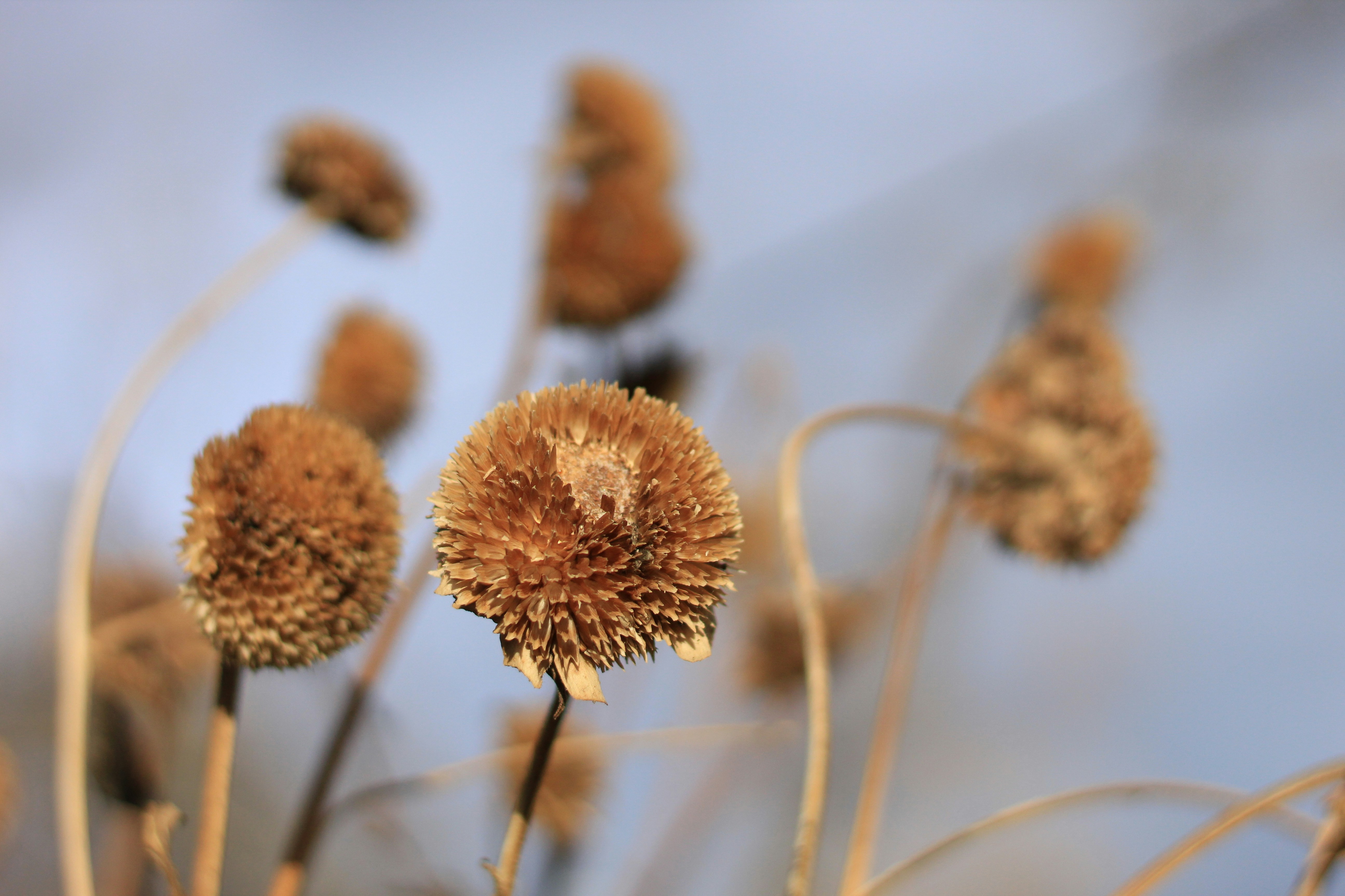 Photo by djburkephotography