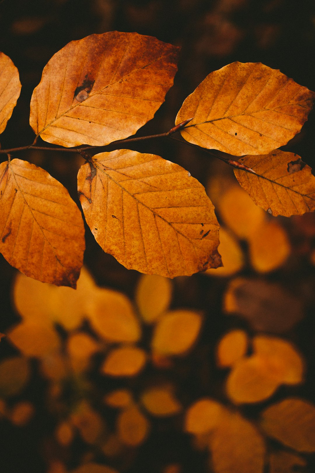 brown leaves in macro shot