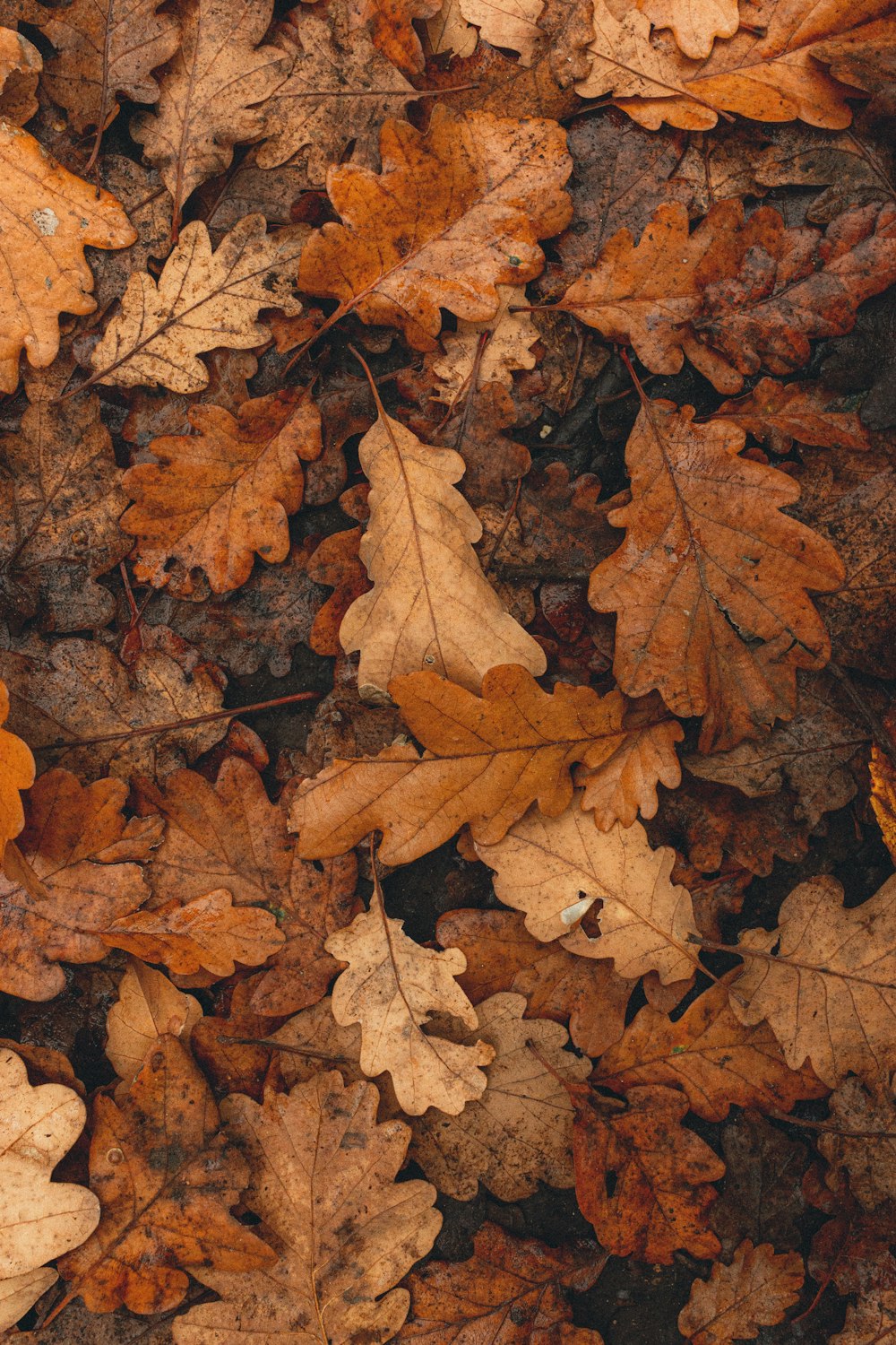 brown dried leaves on ground