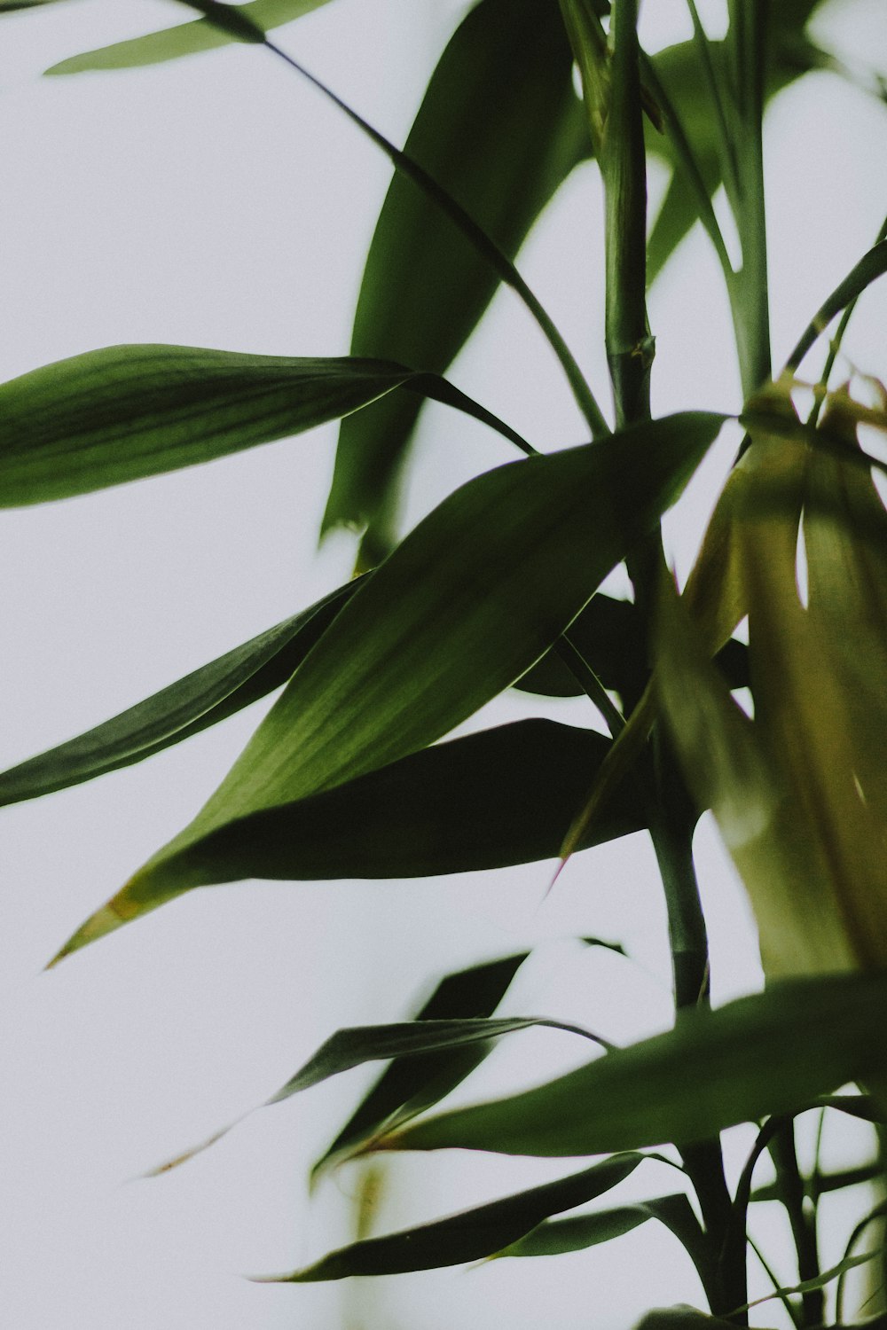 green plant under white sky