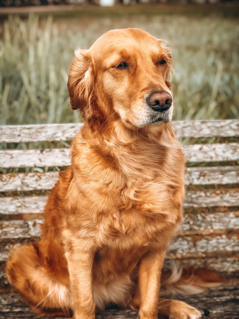 golden retriever sitting on wooden floor during daytime