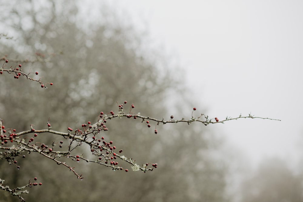 water droplets on brown tree branch