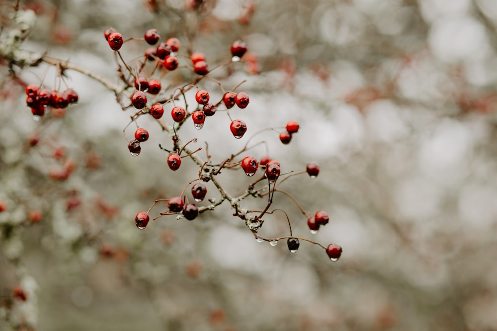 red round fruits in tilt shift lens