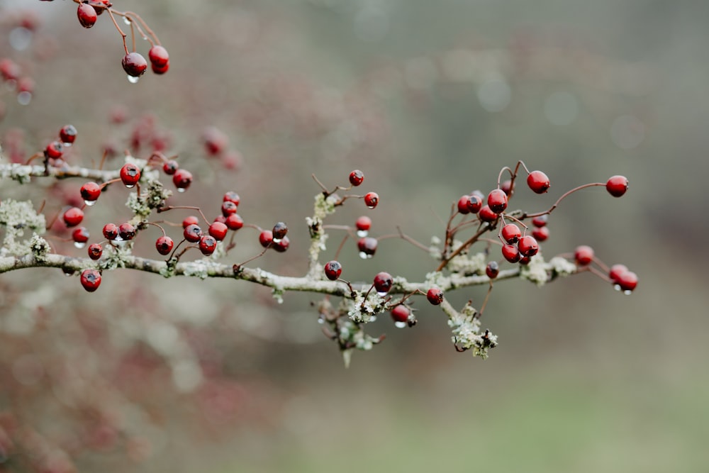 Frutos rojos redondos en lente de cambio de inclinación